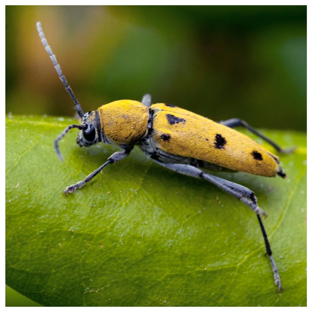 Clyte poilu -chlorophorus glabromaculatus- (Cerambycidae) © Michel Di Maggio