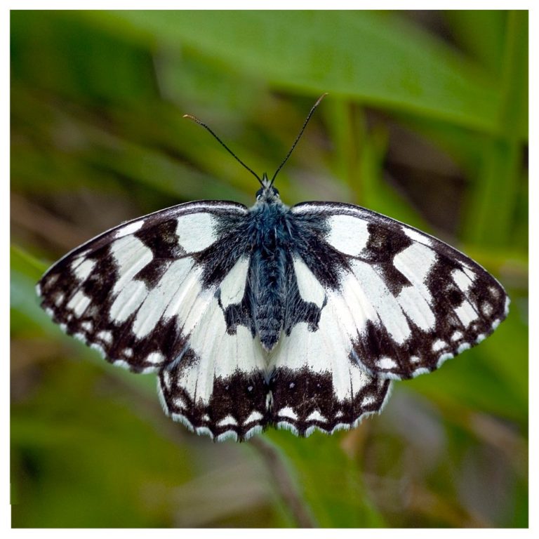 Demi-deuil ♂ – Melanargia galathea – (Nymphalidae) © Michel Di Maggio