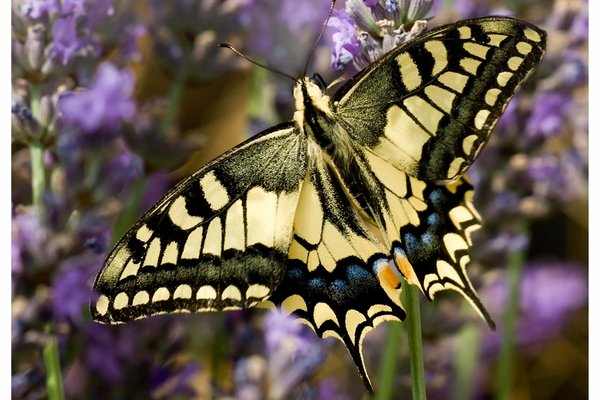 Machaon ou grand porte queue – Papilio machaon – (Papilionidae) © Michel Di Maggio