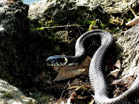 Couleuvre à collier