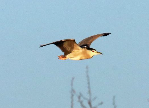 Bihoreau gris © M. Renaud