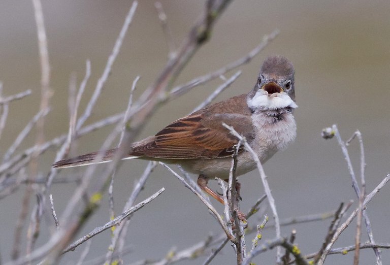 fauvette grisette © Jean Heim