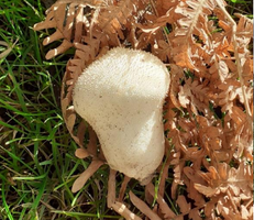 Vesse de loup géante ou lycoperdon géant
